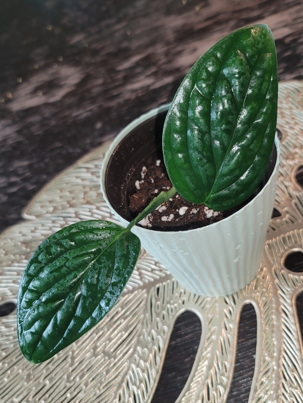 Monstera Peru (Monstera karstenianum) – Rare Textured Houseplant
